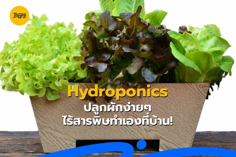 Hydroponics ปลูกผักง่ายๆ ไร้สารพิษทำเองที่บ้าน!