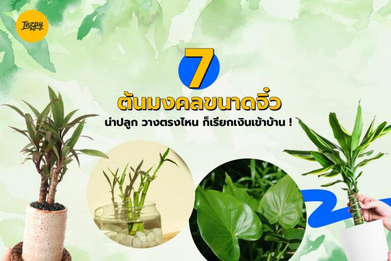7 ต้นมงคลขนาดจิ๋ว น่าปลูก วางตรงไหน ก็เรียกเงินเข้าบ้าน !