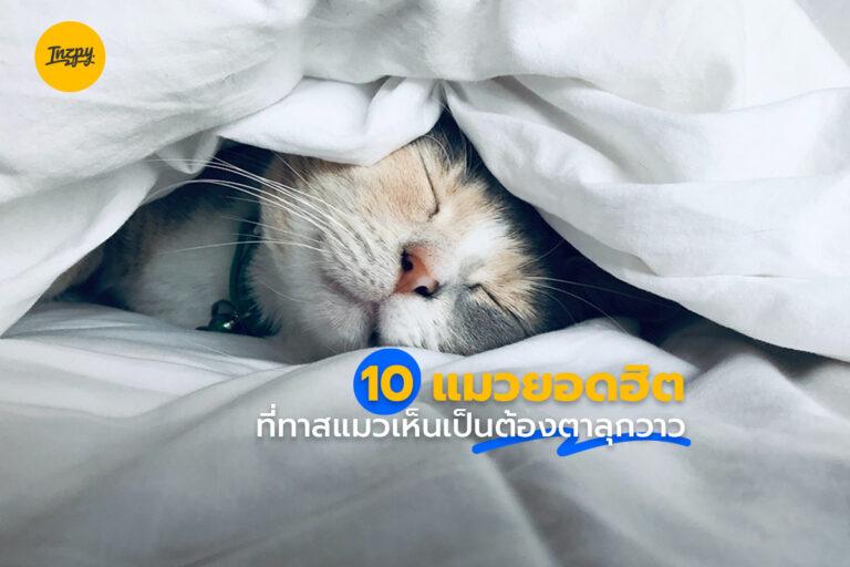 10 แมวยอดฮิต ที่ทาสแมวเห็นเป็นต้องตาลุกวาว