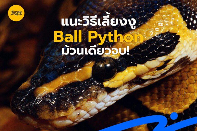 แนะวิธีเลี้ยงงู Ball Python ม้วนเดียวจบ!