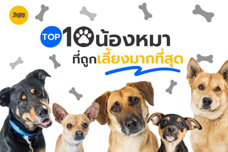 TOP 10 น้องหมาถูกเลี้ยงมากที่สุด!