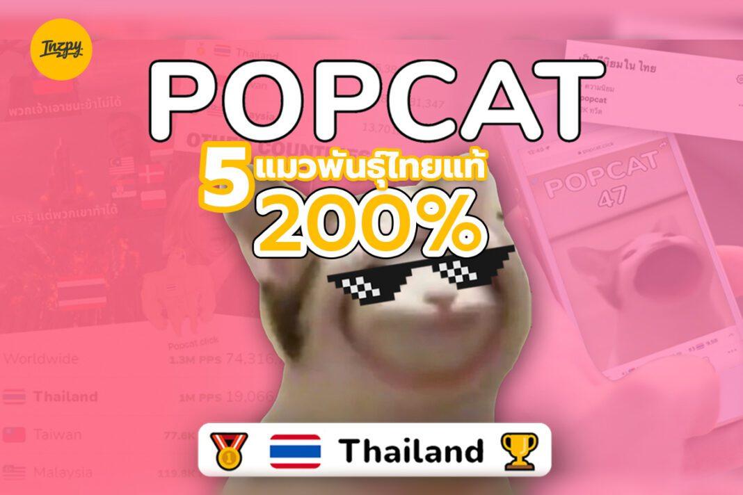 5 แมวพันธุ์ไทยแท้แบบ 200%
