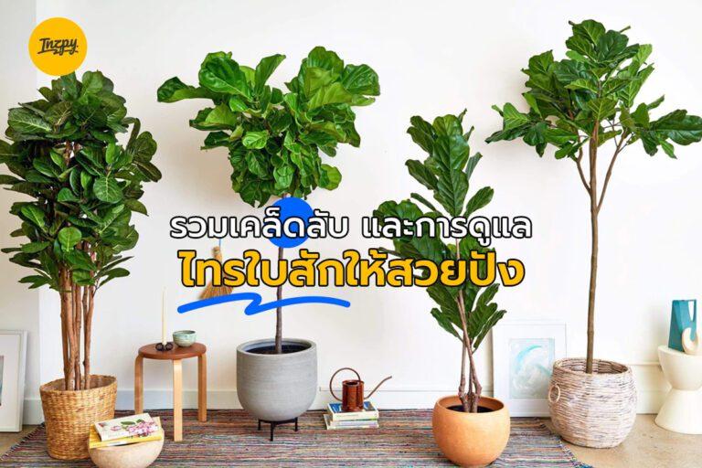 รวมเคล็ดลับ และการดูแลไทรใบสักให้สวยปัง!