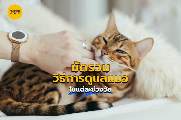 มัดรวม วิธีการดูแลแมวในแต่ละช่วงวัย