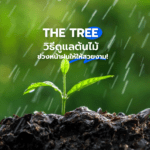 THE TREE วิธีดูแลต้นไม้ช่วงหน้าฝนให้ให้สวยงาม!