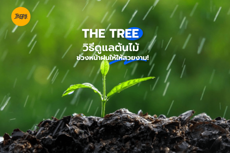 THE TREE วิธีดูแลต้นไม้ช่วงหน้าฝนให้ให้สวยงาม!
