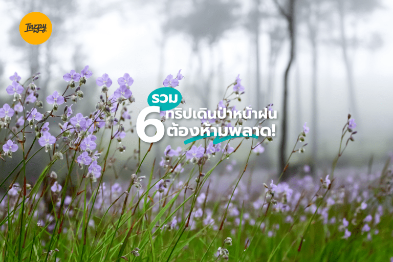 รวม 6 ทริปเดินป่าหน้าฝน ต้องห้ามพลาด!