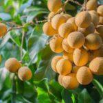 Longan orchards – Tropical fruits young longan in Thailand