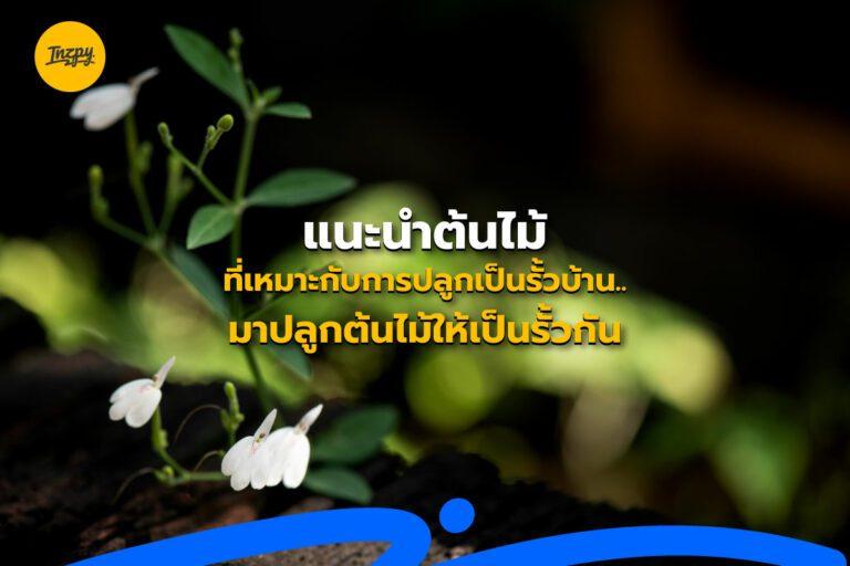 แนะนำต้นไม้ที่เหมาะกับการปลูกเป็นรั้วบ้าน.. มาปลูกต้นไม้ให้เป็นรั้วกัน