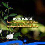 ปลูกต้นไม้เป็นรั้วบ้าน