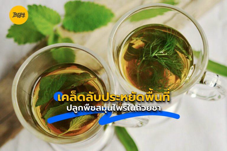 เคล็ดลับประหยัดพื้นที่ปลูกพืชสมุนไพรในถ้วยชา