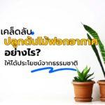 เคล็ดลับปลูกต้นไม้ฟอกอากาศอย่างไร ให้ได้ประโยชน์จากธรรมชาติ