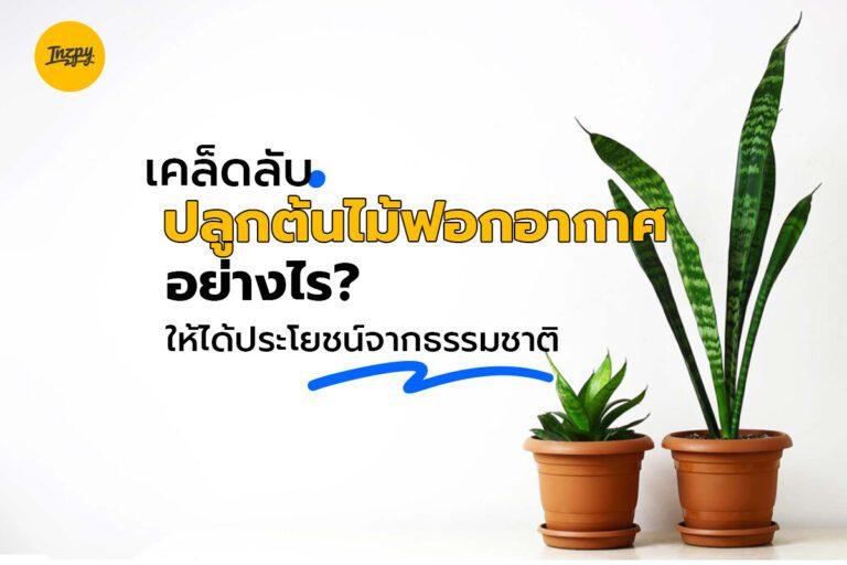 เคล็ดลับปลูกต้นไม้ฟอกอากาศอย่างไร ให้ได้ประโยชน์จากธรรมชาติ