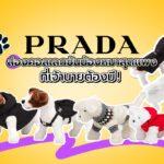 Prada ส่องคอลเลกชั่นน้องหมาสุดแพง ที่เจ้านายต้องมี!