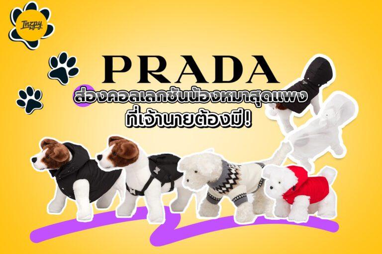 Prada ส่องคอลเลกชั่นน้องหมาสุดแพง ที่เจ้านายต้องมี!