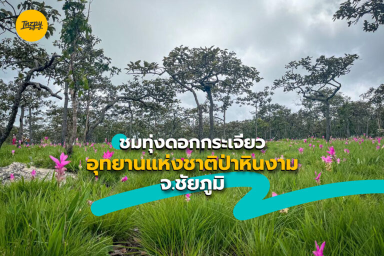 ชม ทุ่งดอกกระเจียว อุทยานแห่งชาติป่าหินงาม จ.ชัยภูมิ