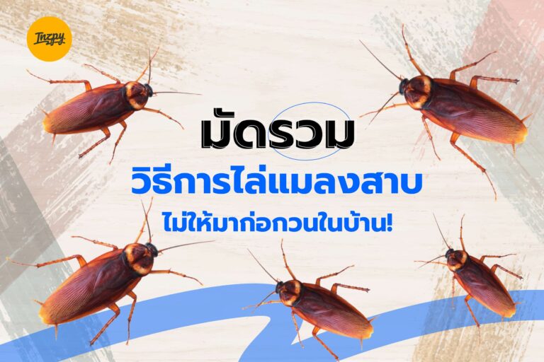 มัดรวม วิธีการไล่แมลงสาบไม่ให้มาก่อกวนในบ้าน!