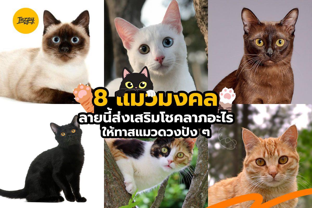 8 แมวมงคล ลายนี้ #เสริมโชคลาภ อะไร ให้ 'ทาสแมว' ดวงปัง ๆ