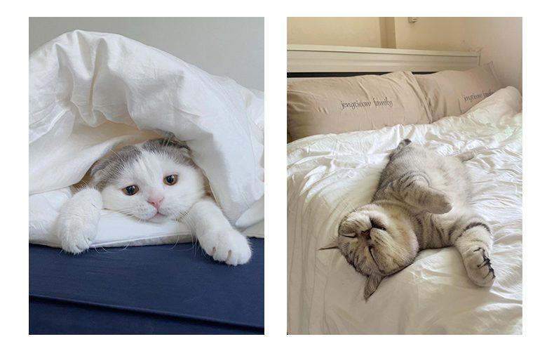 Pet Friendly Bedding ผ้าปูที่นอนที่สัตว์เลี้ยงสามารถนอนด้วยได้