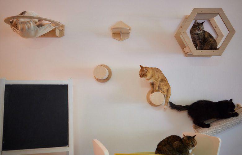 ทาสแมว วิธีกันแมวปีนตู้