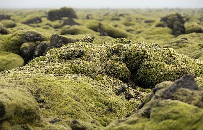 Lava Moss