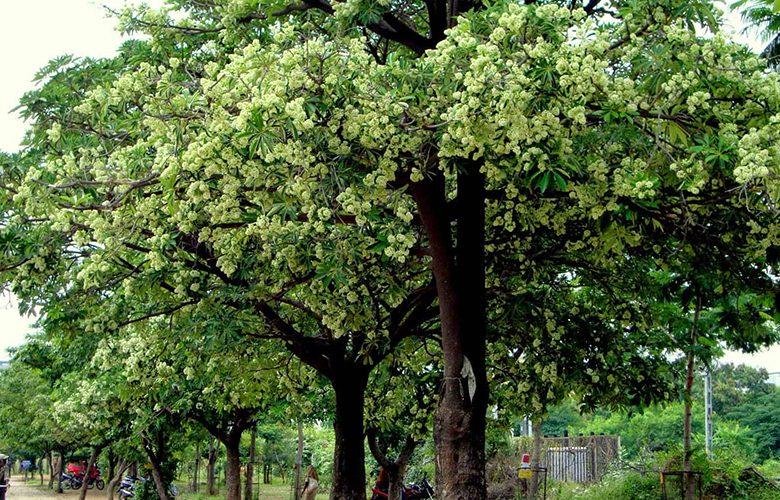 ต้นตีนเป็ด ต้นไม้มงคล ที่มีกลิ่นเป็นเอกลักษณ์