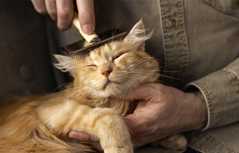 How to care for an older cat aged 10+ years