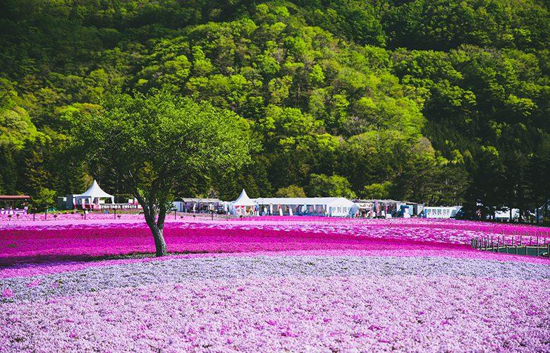 Fuji Shiba Sakura Festiva