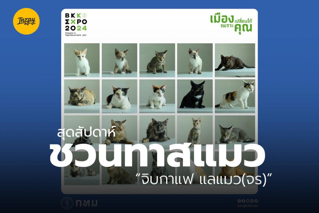 Cat Adopt ทาสแมว จิบกาแฟ