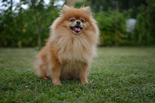 ปอมเมอเรเนียน (Pomeranian)