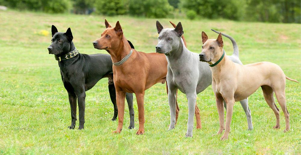 สุนัขไทยหลังอาน (Thai Ridgeback)