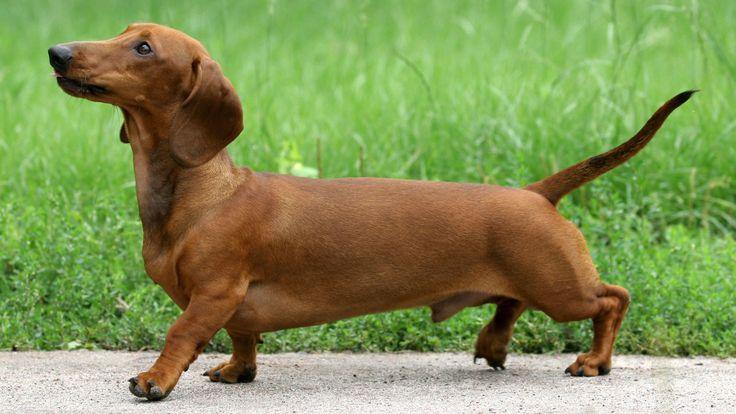 ดัชชุน (Dachshund)