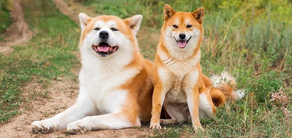  ชิบะ อินุ (Shiba Inu)