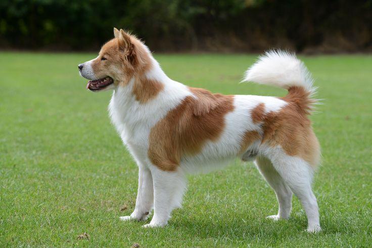 สุนัขบางแก้ว (Bangkeaw Dog)