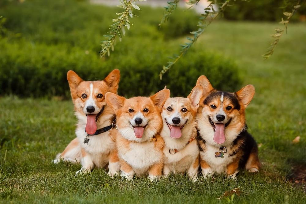 เวลส์ คอร์กี้ (Welsh Corgi)