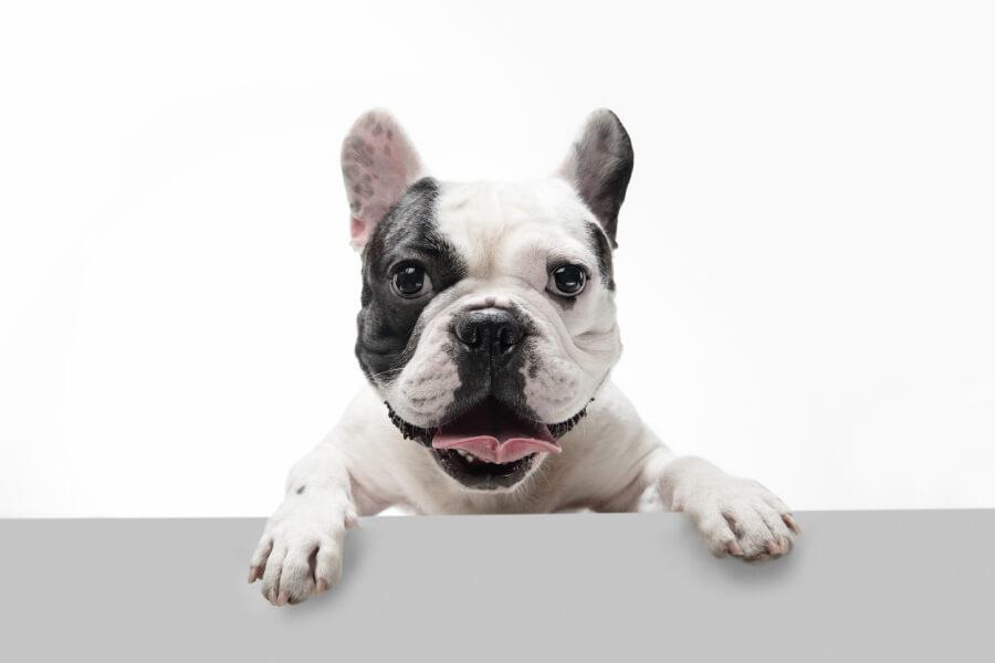 เฟรนช์ บูลด็อก (French Bulldog)