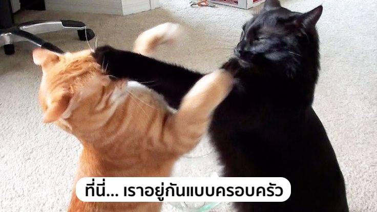 มัดรวม มีมมนุษย์ออฟฟิศ