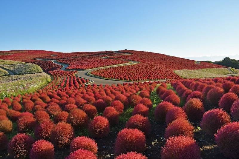 ทุ่งต้นโคเชีย ที่ Hitachi Seaside Park