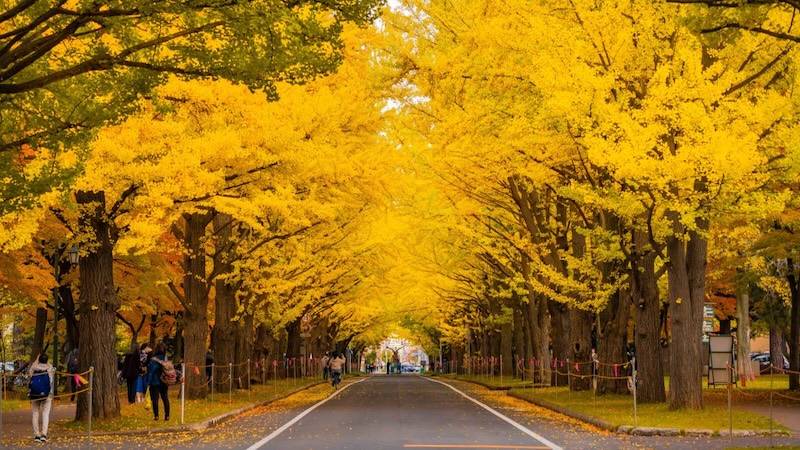สวนเมจิจิง กูไกเอ็น (Meiji Jingu Gaien)