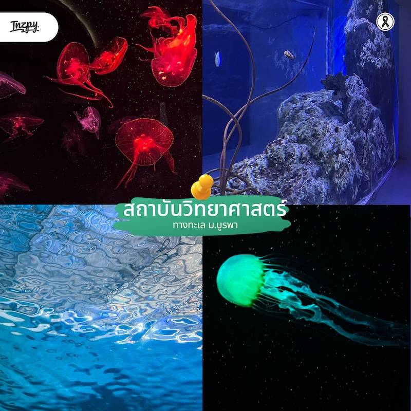 สถาบันวิทยาศาสตร์ทางทะเล มหาวิทยาลัยบูรพา