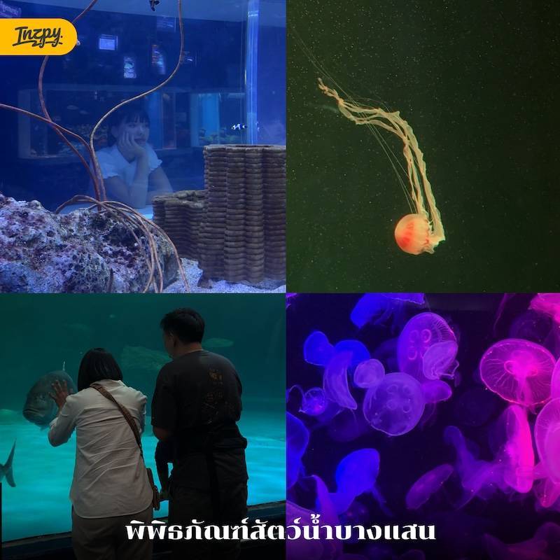 พิพิธภัณฑ์สัตว์น้ำบางแสน