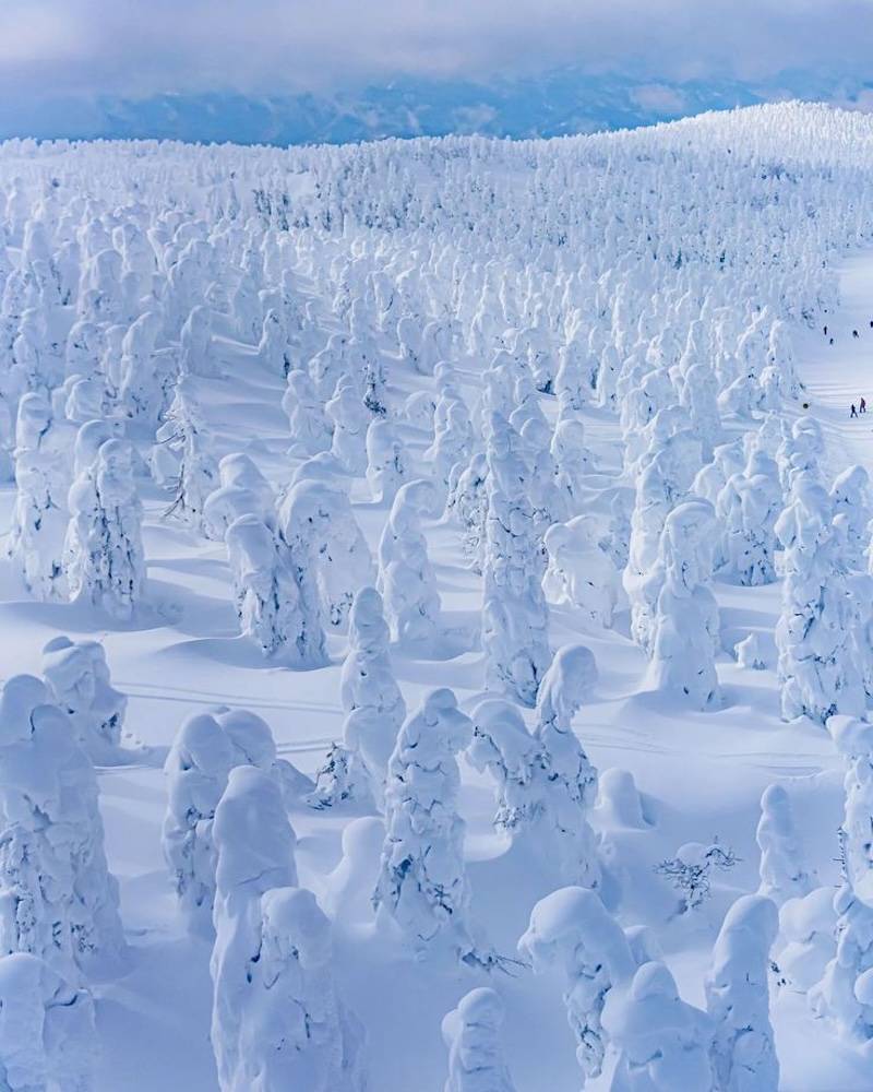 Zao Snow Monsters
