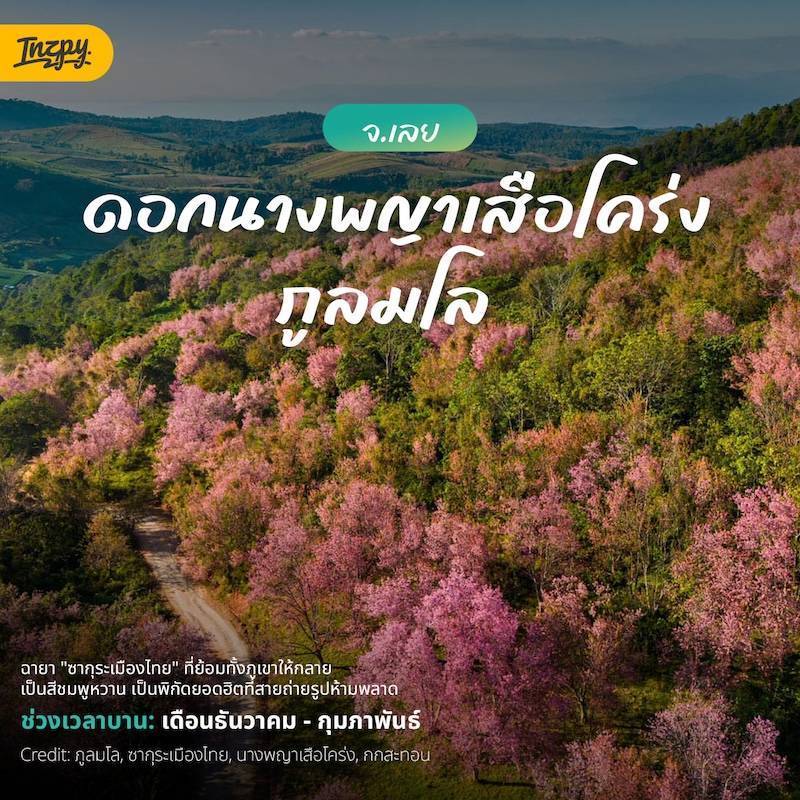 ดอกนางพญาเสือโคร่ง ภูลมโล จ.เลย