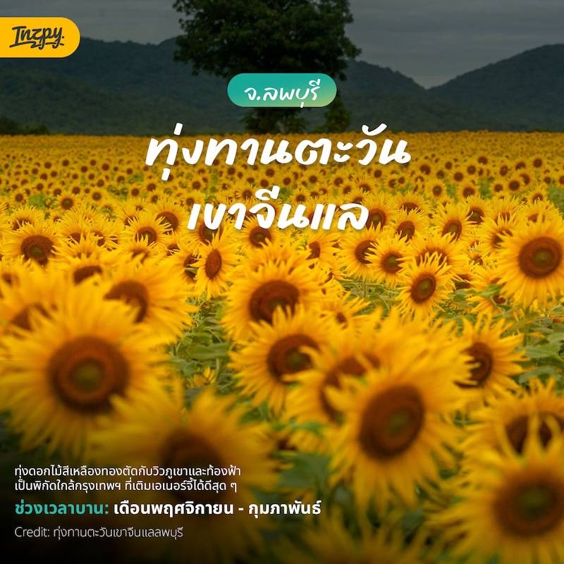 ทุ่งทานตะวัน เขาจีนแล จ.ลพบุรี