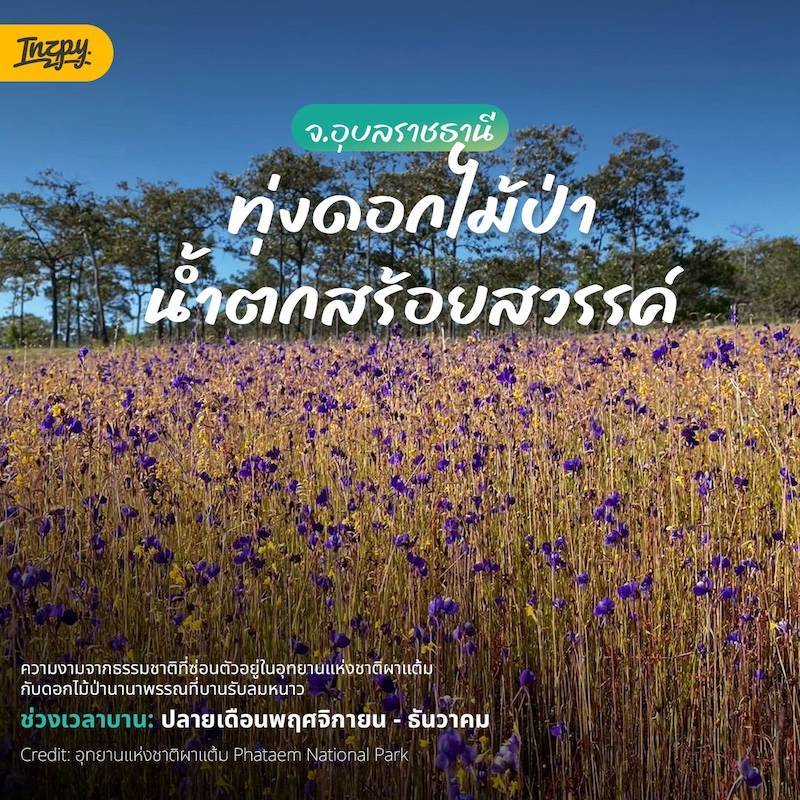ทุ่งดอกไม้ป่า น้ำตกสร้อยสวรรค์ จ.อุบลราชธานี