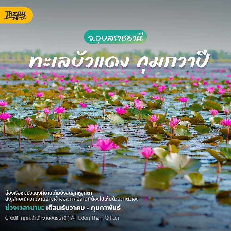 ทะเลบัวแดง กุมภวาปี จ.อุดรธานี