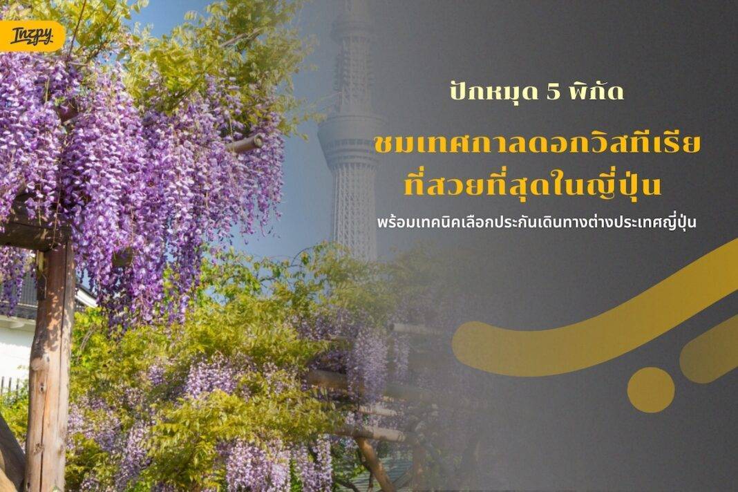ปักหมุด 5 พิกัดเทศกาลดอกวิสทีเรีย (Wisteria) พร้อมเทคนิคเลือกประกันเดินทางต่างประเทศญี่ปุ่น