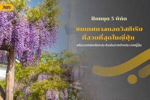 ปักหมุด 5 พิกัดเทศกาลดอกวิสทีเรีย (Wisteria) พร้อมเทคนิคเลือกประกันเดินทางต่างประเทศญี่ปุ่น