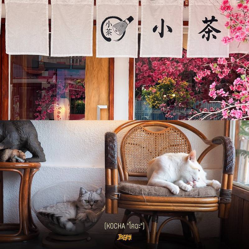 KOCHA "โคฉะ"